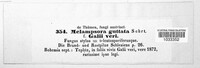 Pucciniastrum guttatum image